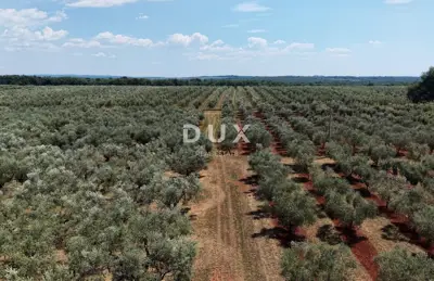Olive grove in Brtonigla, 760 olive trees and flat terrain - 4