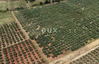 Olive grove in Brtonigla, 760 olive trees and flat terrain - 14