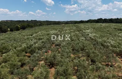 Olive grove in Brtonigla, 760 olive trees and flat terrain - 2
