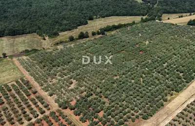 Olive grove in Brtonigla, 760 olive trees and flat terrain - 15