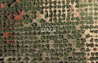Olive grove in Brtonigla, 760 olive trees and flat terrain - 18