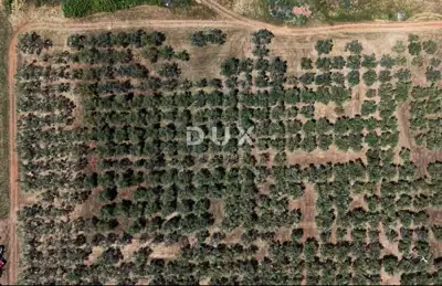 Olive grove in Brtonigla, 760 olive trees and flat terrain - 21