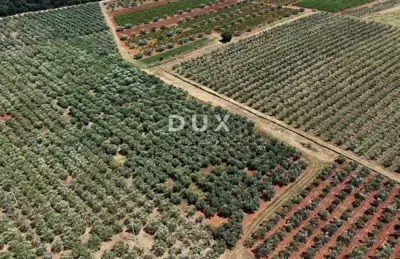 Olive grove in Brtonigla, 760 olive trees and flat terrain - 10