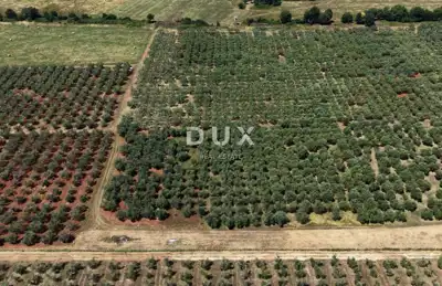 Olive grove in Brtonigla, 760 olive trees and flat terrain - 17