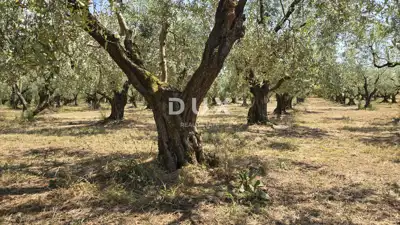 Olive grove in Brtonigla, 760 olive trees and flat terrain - 7