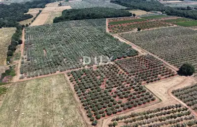 Olive grove in Brtonigla, 760 olive trees and flat terrain - 9