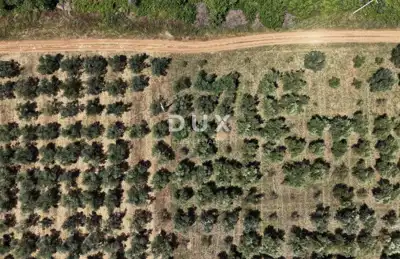 Olive grove in Brtonigla, 760 olive trees and flat terrain - 20