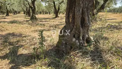 ISTRA, BRTONIGLA - Rodni maslinik s 760 maslina – odličan pristup i ra