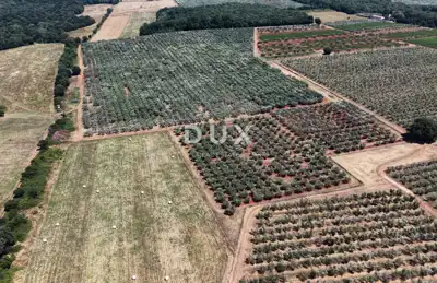 Olive grove in Brtonigla, 760 olive trees and flat terrain - 11