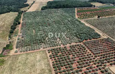 Olive grove in Brtonigla, 760 olive trees and flat terrain - 12