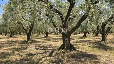 Olive grove in Brtonigla, 760 olive trees and flat terrain - 8