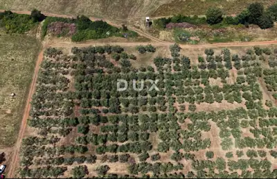 Olive grove in Brtonigla, 760 olive trees and flat terrain - 19