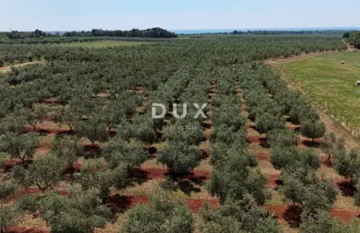 Olive grove in Brtonigla, 760 olive trees and flat terrain - 3