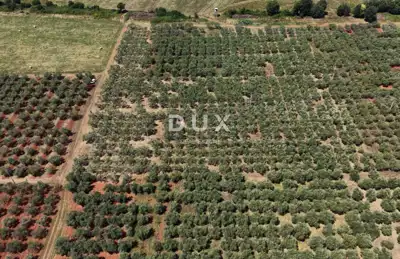Olive grove in Brtonigla, 760 olive trees and flat terrain - 16
