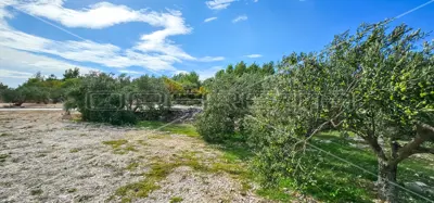 Landwirtschaftsfläche 12 938 m², Gustirna, Marina - Meerblick - 11