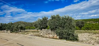 Landwirtschaftsfläche 12 938 m², Gustirna, Marina - Meerblick - 5