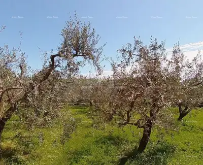 Olive grove in Medulin, 50 olive trees and proximity to the sea