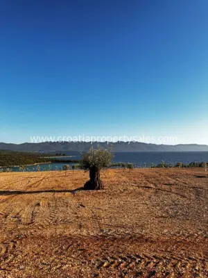 Agricultural land 30,920 m², Pelješac, olive grove and warehouses - 2
