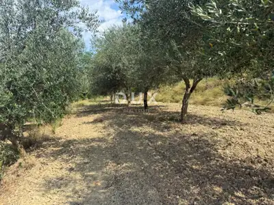 Building land, Grožnjan - panoramic views and olive trees - 6
