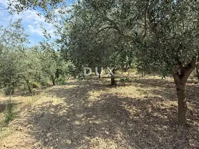 Building land, Grožnjan - panoramic views and olive trees - 4