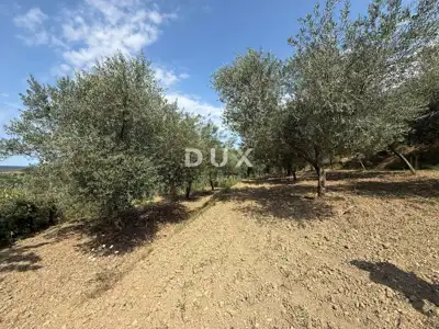 Building land, Grožnjan - panoramic views and olive trees - 3