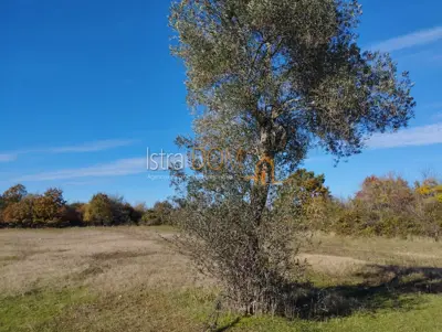 Agricultural land 5,864 m², Butkovići - asphalt access - 2