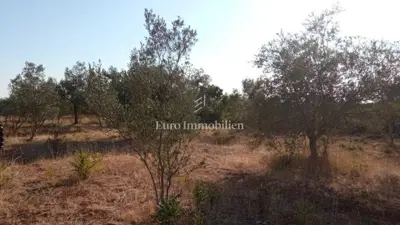 Landwirtschaftliches Grundstück 4.550 m², Galižana - Meerblick - 6