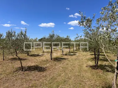 Maslinik 2.449 m², Juršići - 144 masline i urod 2 tone - 6