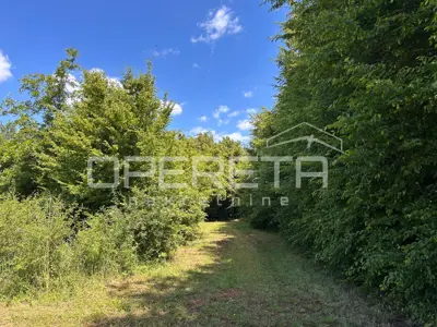 Maslinik 2.449 m², Juršići - 144 masline i urod 2 tone - 2