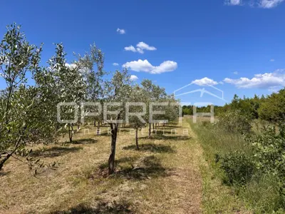 Maslinik 2.449 m², Juršići - 144 masline i urod 2 tone - 4