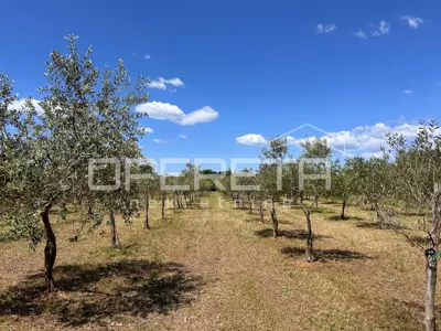 Maslinik 2.449 m², Juršići - 144 masline i urod 2 tone