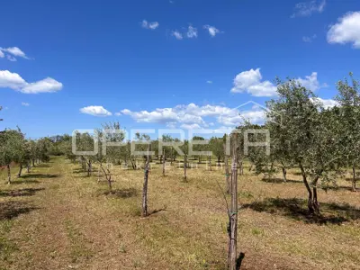 Maslinik 2.449 m², Juršići - 144 masline i urod 2 tone - 3