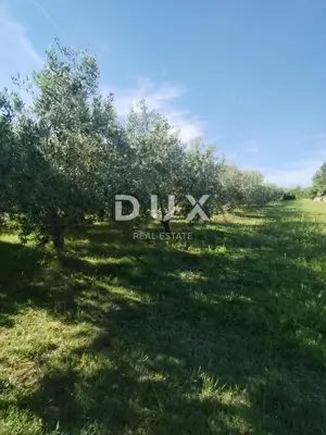 Agricultural land, Medulin - olives and fruit trees - 7