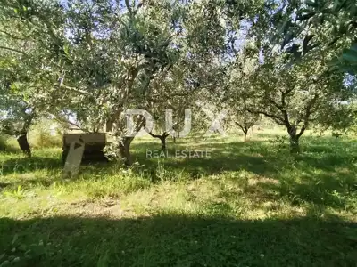 Agricultural land, Medulin - olives and fruit trees - 2