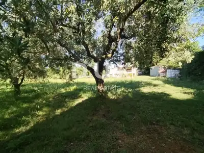Agricultural land, Medulin - olives and fruit trees - 8