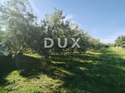 Agricultural land, Medulin - olives and fruit trees