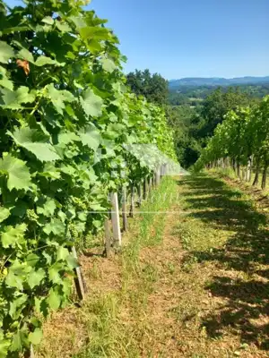 Vineyard cottage 46 m², Ravno Brezje - plot 3,625 m² - 8