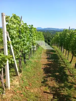 Vineyard cottage 46 m², Ravno Brezje - plot 3,625 m² - 5