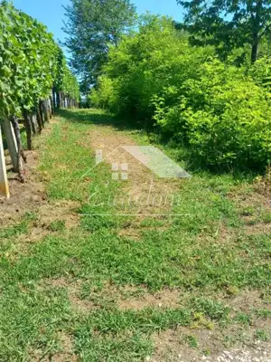Vineyard cottage 46 m², Ravno Brezje - plot 3,625 m² - 7