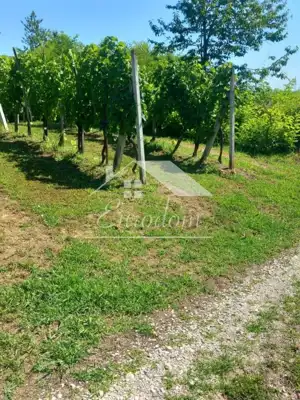 Vineyard cottage 46 m², Ravno Brezje - plot 3,625 m² - 6