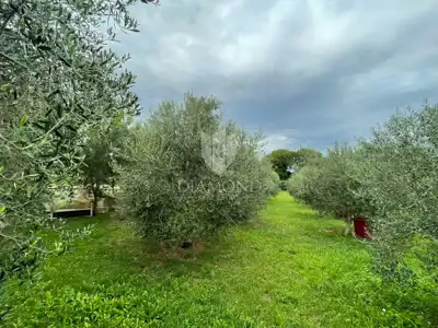 Kuća 70 m², Porat na Krku, vrt i maslinik - 11