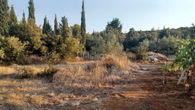 Šuma 9.139 m², Čara na Korčuli, uz put i pravilnog oblika
