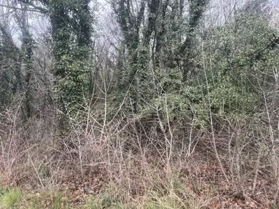 Agricultural land 453 m², Grižane-Belgrad by asphalt - 5