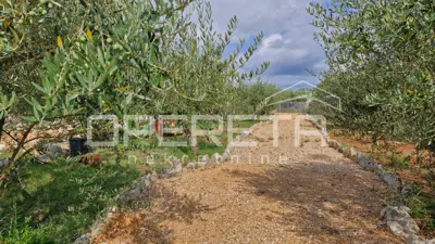 Zemljište 2.429 m², Krk - uređen maslinik i infrastruktura - 4