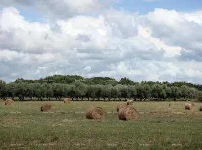 Građevinsko zemljište 16 000 m², Ližnjan - turistička namjena - 2
