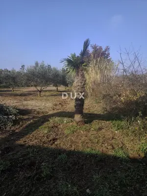 Cottage 18 m², Pomer - olives and quiet location - 8
