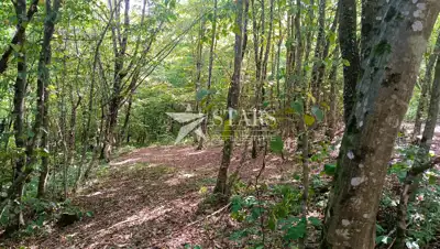 Poljoprivredno zemljište 53.418 m², Popovo Selo - oranice i šuma - 21