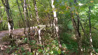 Poljoprivredno zemljište 53.418 m², Popovo Selo - oranice i šuma - 22