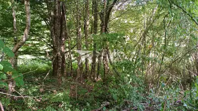 Poljoprivredno zemljište 53.418 m², Popovo Selo - oranice i šuma - 9