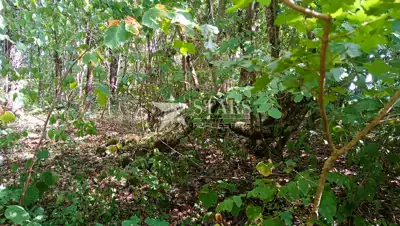 Poljoprivredno zemljište 53.418 m², Popovo Selo - oranice i šuma - 17